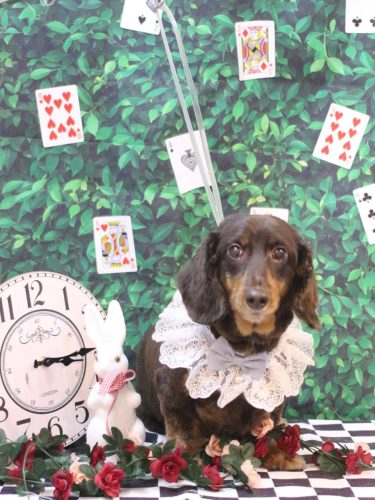 20250426ミロくん